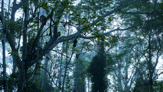The World's Second-Largest Rainforest Is Losing the Carbon It’s Held for a Thousand Years